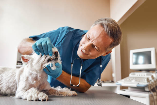 Best Emergency Dental Surgery in Beecher, IL
